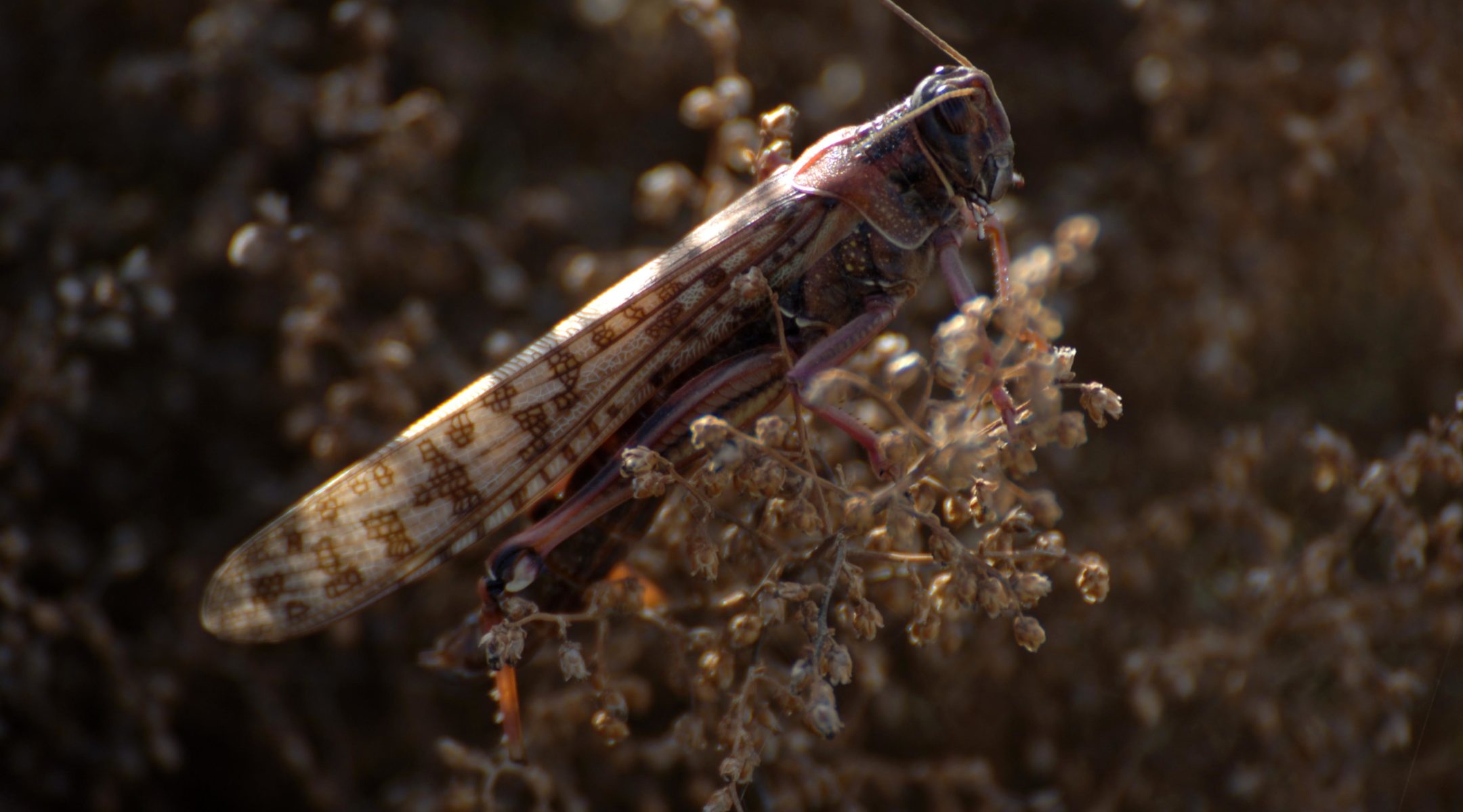 Swarm of 1 million locusts hits Israel Jewish Telegraphic Agency