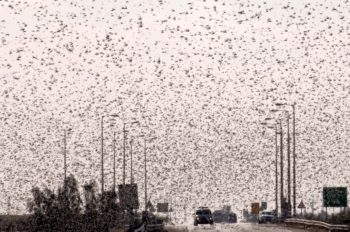 Hundreds of thousands of locusts flying over Ramat Negev in southern Israel, March 5, 2013.  (Dudu Greenspan/FLASH90)