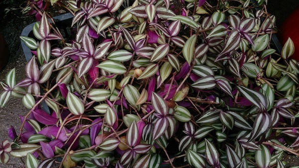 wandering jew is it poisonous to dogs