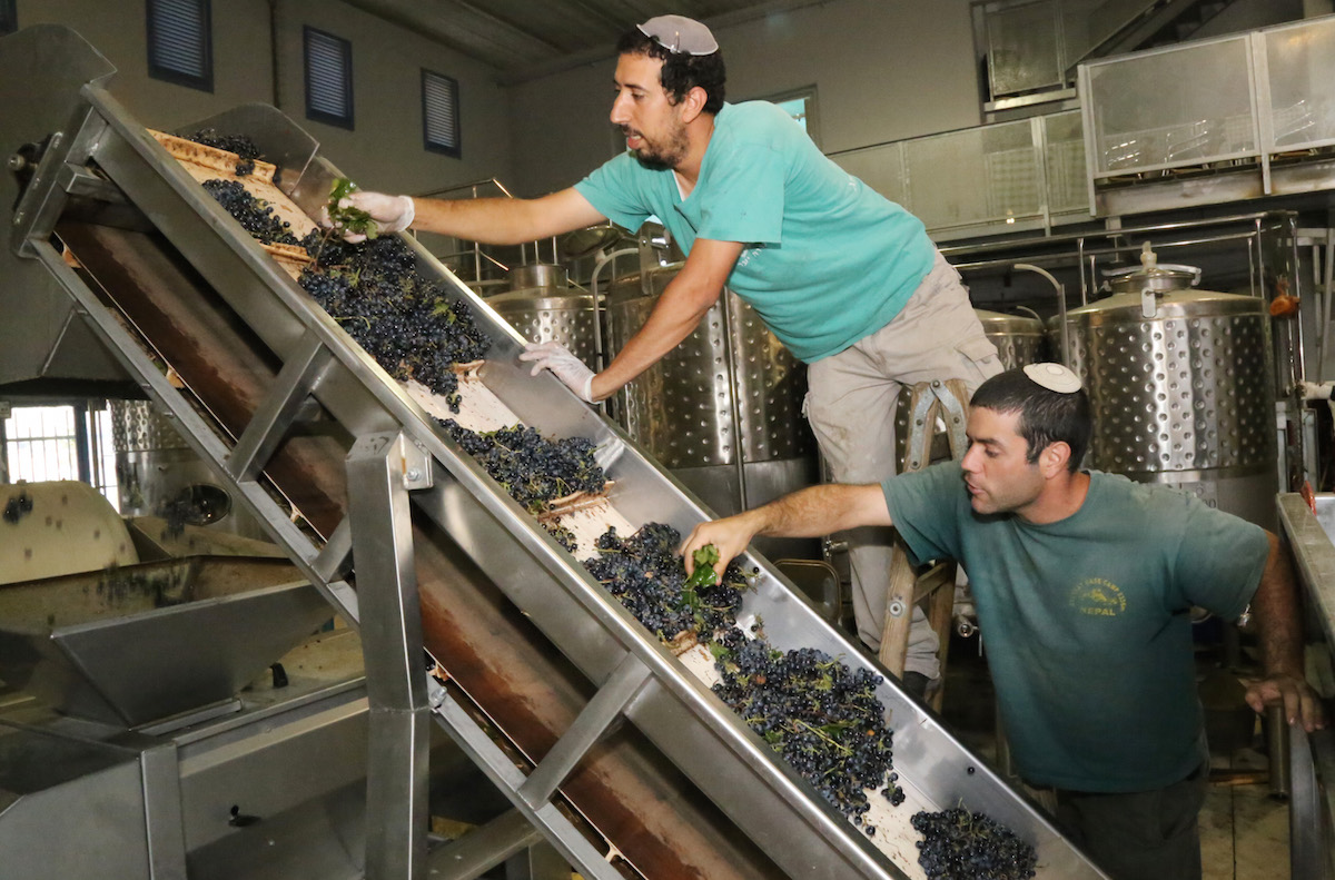 Jewish winemakers inspecting grapes at a winery in the West Bank settlement of Gush Etzion, Sept. 8, 2014. (Gershon Elinson/FLASH90)