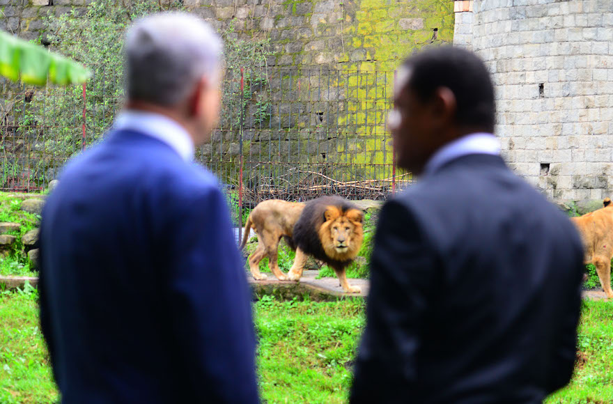 Israeli Prime Minister Benjamin Netanyahu, left, and Ethiopian President Mulatu Teshome watching lions at the presidential compound in Addis Ababa, Ethiopia, July 7, 2016. (Kobi Gideon/GPO)