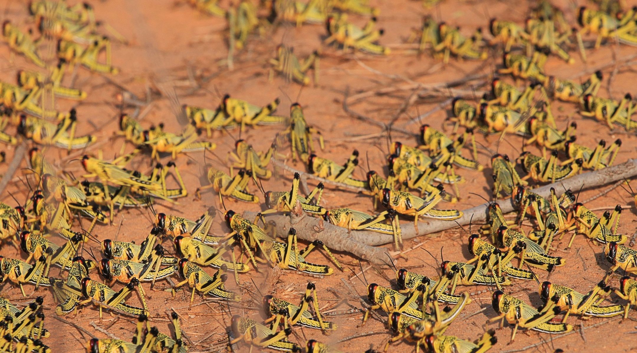 Locust In Israel 2024 - Dulcia Marissa