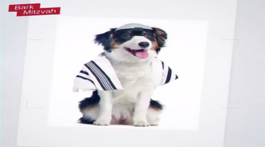 A frame from a United Torah Judaism ad that appeared to compare Reform Jewish converts to dogs. (Screen shot)