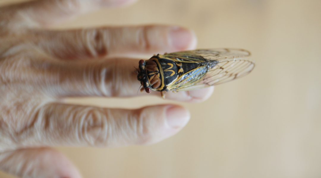 Cecada on old woman's hand