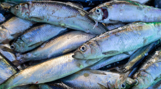 herring fish