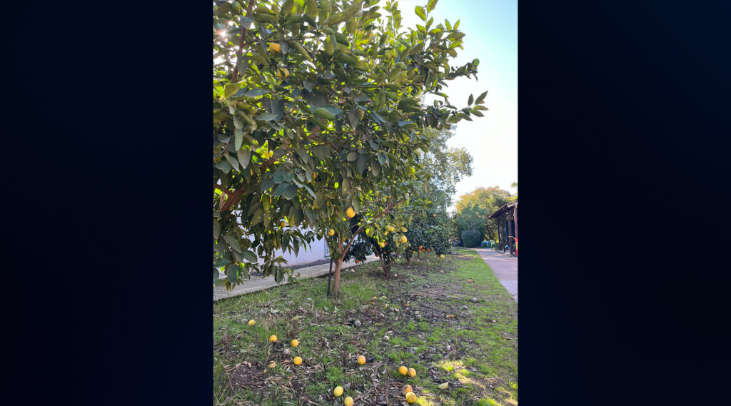 Citrus trees in Kfar Blum.