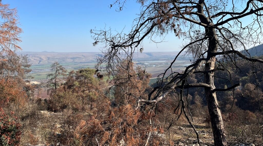 Burnt patches of forest on the Ramim Ridge.